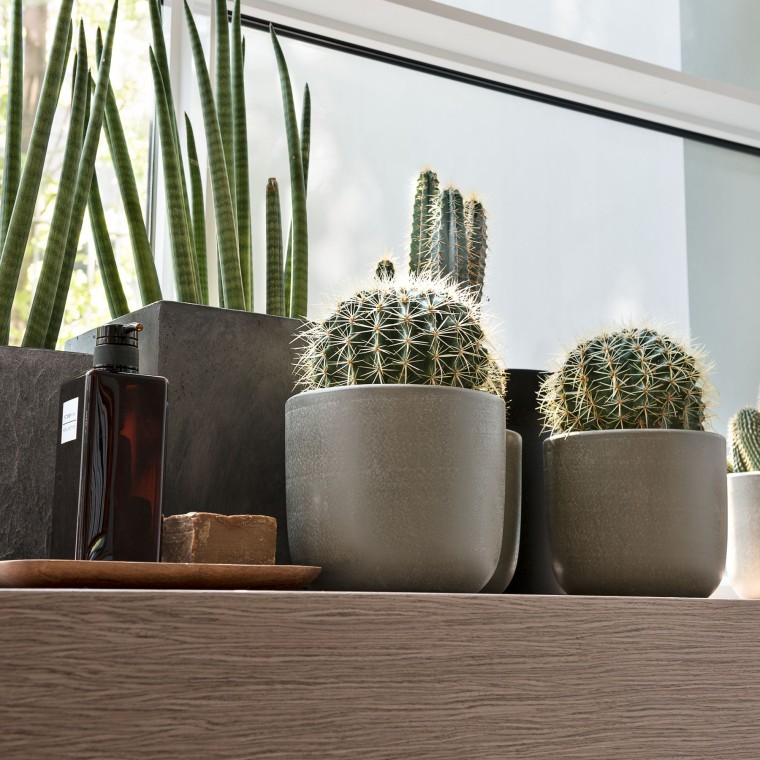 Forskellige planter på en vindueskarm