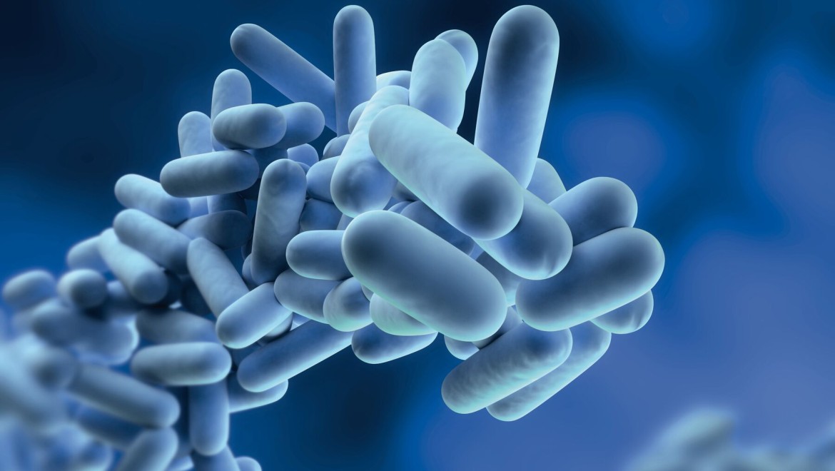 Legionella er bakterier, der kan formere sig i drikkevand Legionella er bakterier, der kan formere sig i drikkevand