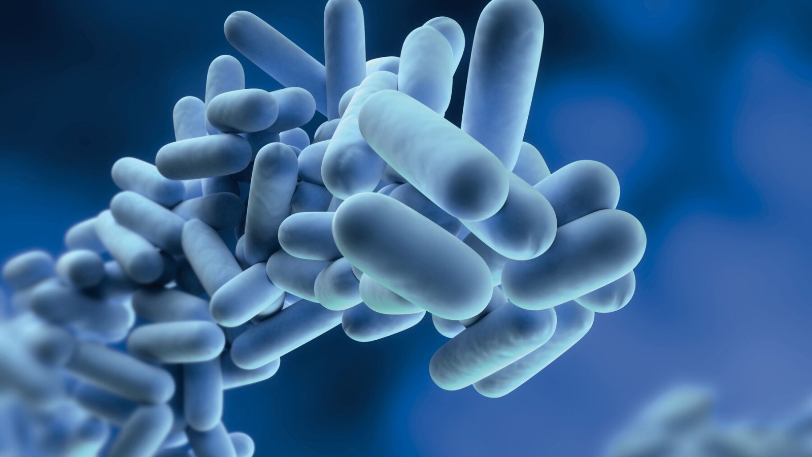 Legionella er bakterier, der kan formere sig i drikkevand Legionella er bakterier, der kan formere sig i drikkevand