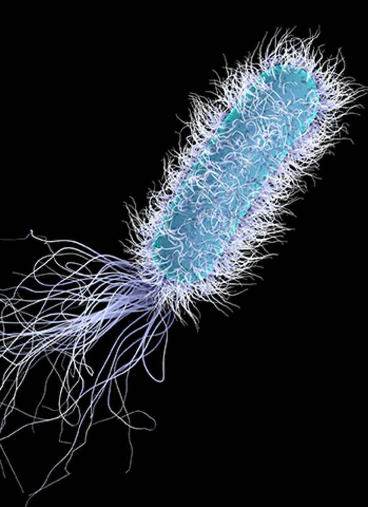 Legionella under mikroskopet Legionella under mikroskopet